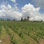 6 Acres Land for Sale Mwireri, Nanyuki | Ksh 1.5M per Acre (Negotiable)